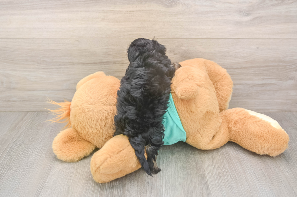 Meet Gina - our Yorkie Poo Puppy Photo  3/3 - Simply Southern Pups Yorkie Poo Pup Being Cute