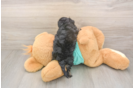 Meet Gina - our Yorkie Poo Puppy Photo  3/3 - Simply Southern Pups Yorkie Poo Pup Being Cute