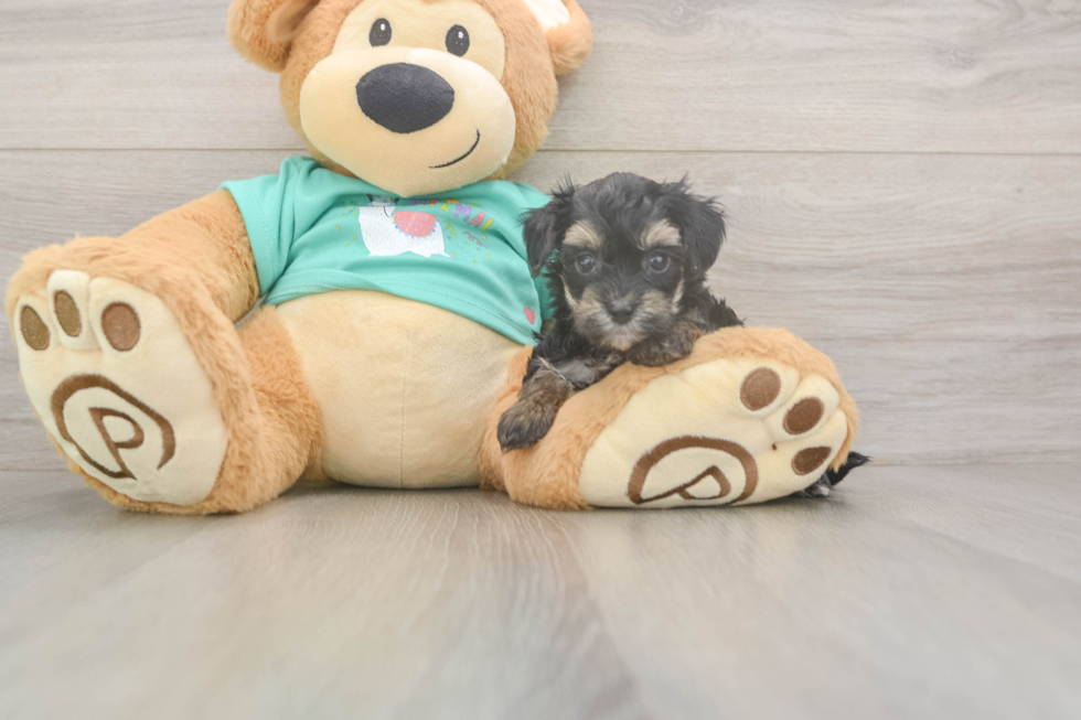 Meet Gina - our Yorkie Poo Puppy Photo  2/3 - Simply Southern Pups Yorkie Poo Puppy for Adoption
