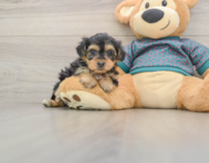 9 week old Yorkie Poo Puppy For Sale - Simply Southern Pups