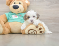 6 week old Yorkie Poo Puppy For Sale - Simply Southern Pups