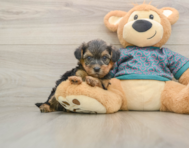 8 week old Yorkie Poo Puppy For Sale - Simply Southern Pups