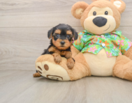 7 week old Yorkie Poo Puppy For Sale - Simply Southern Pups