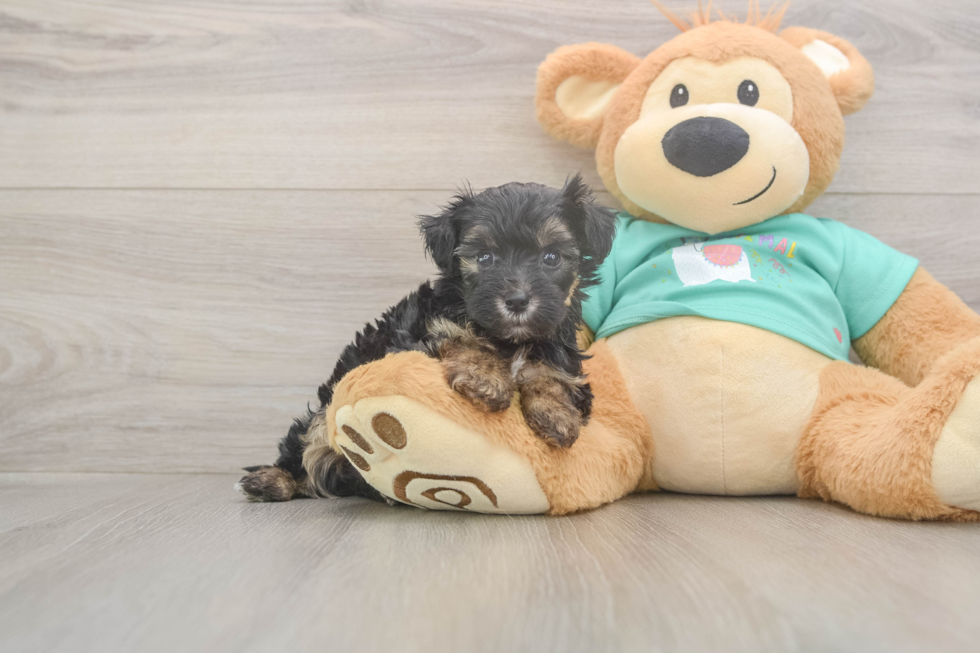 Meet Giselle - our Yorkie Poo Puppy Photo  2/3 - Simply Southern Pups Yorkie Poo Puppy for Adoption