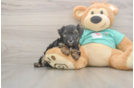 Meet Giselle - our Yorkie Poo Puppy Photo  2/3 - Simply Southern Pups Yorkie Poo Puppy for Adoption