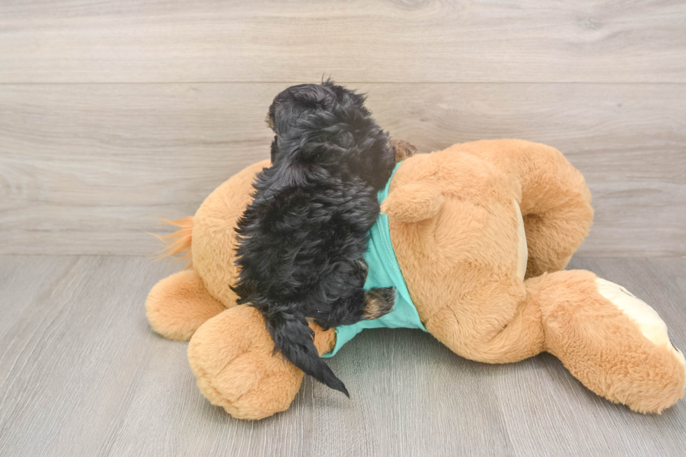 Meet Giselle - our Yorkie Poo Puppy Photo  3/3 - Simply Southern Pups Smart Yorkie Poo Poodle Mix Pup