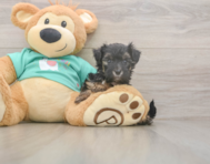 9 week old Yorkie Poo Puppy For Sale - Simply Southern Pups