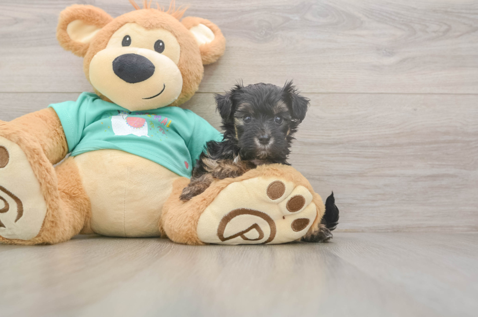 5 week old Yorkie Poo Puppy For Sale - Simply Southern Pups