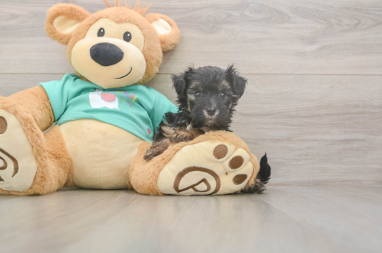 5 week old Yorkie Poo Puppy For Sale - Simply Southern Pups Little Yorkie Poodle Mix Poodle Mix Puppy