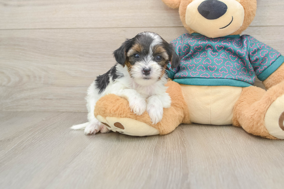 Playful Yo Yo Poo Poodle Mix Puppy