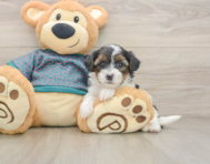8 week old Yorkie Poo Puppy For Sale - Simply Southern Pups