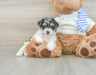 7 week old Yorkie Poo Puppy For Sale - Simply Southern Pups