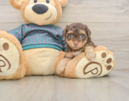 7 week old Yorkie Poo Puppy For Sale - Simply Southern Pups