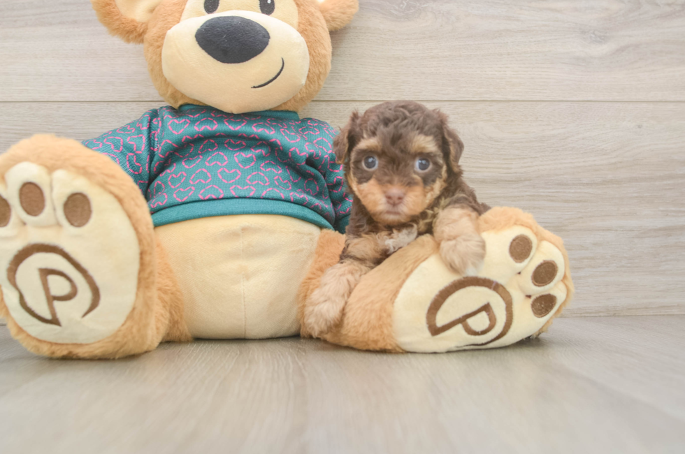 5 week old Yorkie Poo Puppy For Sale - Simply Southern Pups
