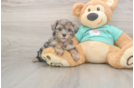 Meet Goldie - our Yorkie Poo Puppy Photo  2/3 - Simply Southern Pups Friendly Yorkie Poo Baby