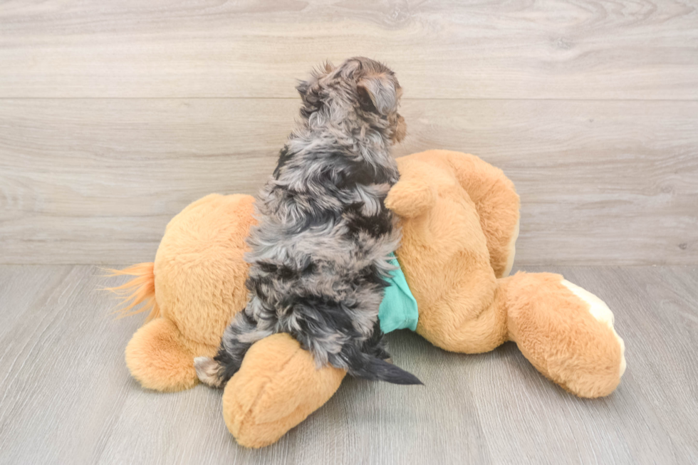 Meet Goldie - our Yorkie Poo Puppy Photo  3/3 - Simply Southern Pups Sweet Yorkie Poo Baby