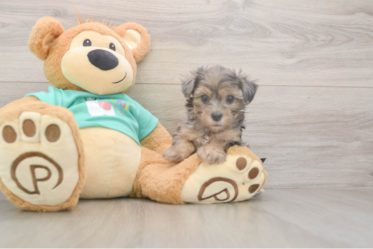 Best Yorkie Poo Baby