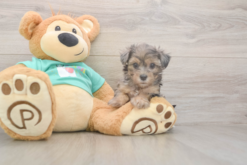 Meet Goldie - our Yorkie Poo Puppy Photo  1/3 - Simply Southern Pups Best Yorkie Poo Baby