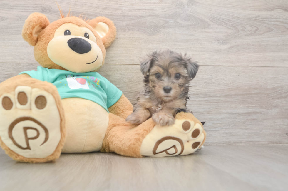 5 week old Yorkie Poo Puppy For Sale - Simply Southern Pups