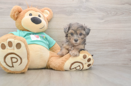 5 week old Yorkie Poo Puppy For Sale - Simply Southern Pups Best Yorkie Poo Baby