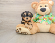 8 week old Yorkie Poo Puppy For Sale - Simply Southern Pups