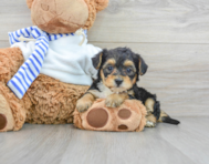 6 week old Yorkie Poo Puppy For Sale - Simply Southern Pups