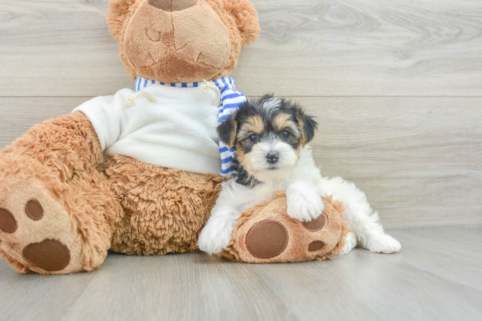 Sweet Yorkie Poo Baby