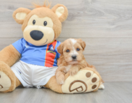 7 week old Yorkie Poo Puppy For Sale - Simply Southern Pups