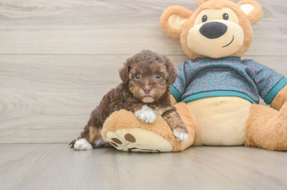 5 week old Yorkie Poo Puppy For Sale - Simply Southern Pups
