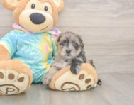 8 week old Yorkie Poo Puppy For Sale - Simply Southern Pups