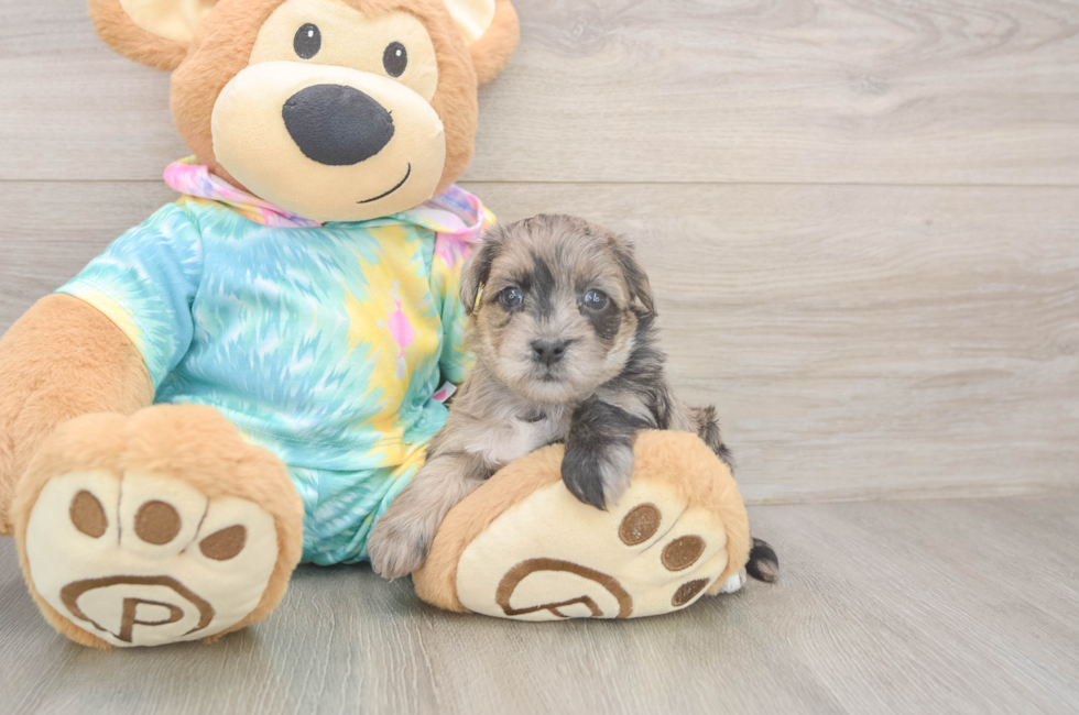 5 week old Yorkie Poo Puppy For Sale - Simply Southern Pups