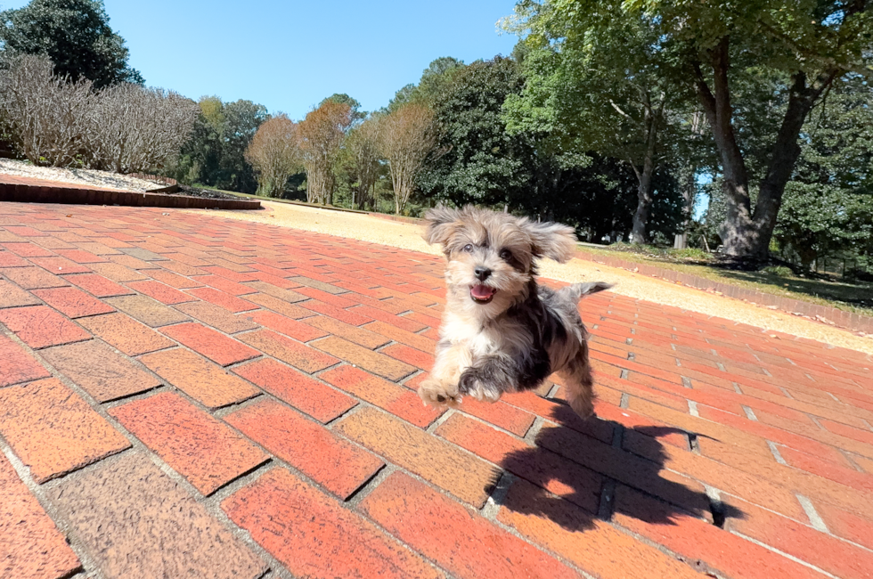 10 week old Yorkie Poo Puppy For Sale - Simply Southern Pups