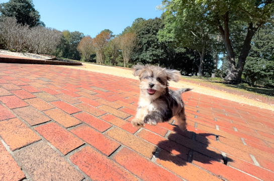 Best Yorkie Poo Baby