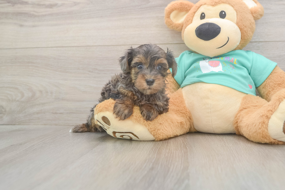 Meet Grace - our Yorkie Poo Puppy Photo  2/3 - Simply Southern Pups Best Yorkie Poo Baby