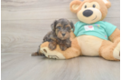 Meet Grace - our Yorkie Poo Puppy Photo  2/3 - Simply Southern Pups Best Yorkie Poo Baby