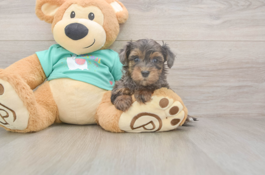 5 week old Yorkie Poo Puppy For Sale - Simply Southern Pups Small Yorkie Poo Baby