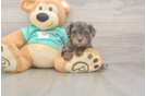 Meet Grace - our Yorkie Poo Puppy Photo  1/3 - Simply Southern Pups Small Yorkie Poo Baby