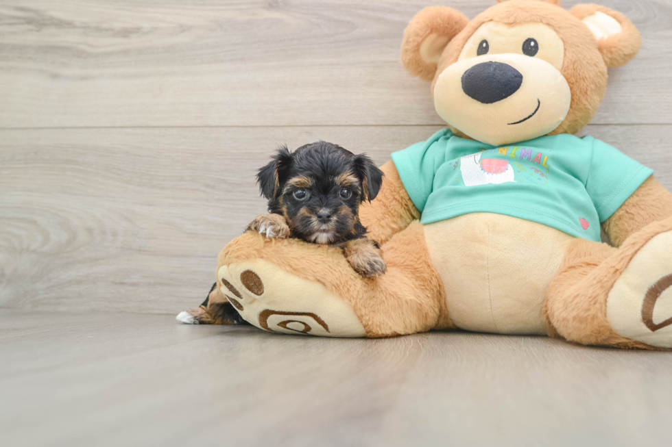 Yorkie Poo Puppy for Adoption