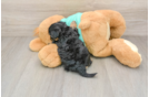 Yorkie Poo Puppy for Adoption