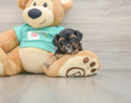 6 week old Yorkie Poo Puppy For Sale - Simply Southern Pups