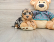 8 week old Yorkie Poo Puppy For Sale - Simply Southern Pups