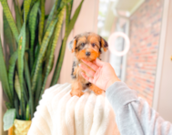 9 week old Yorkie Poo Puppy For Sale - Simply Southern Pups