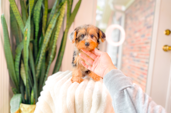 Yorkie Poo Pup Being Cute