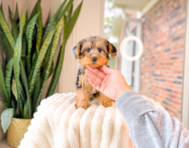 10 week old Yorkie Poo Puppy For Sale - Simply Southern Pups