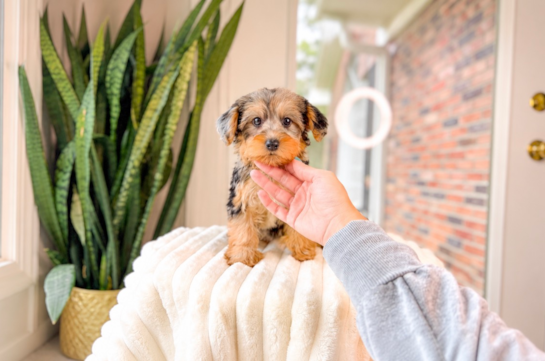 Yorkie Poo Pup Being Cute