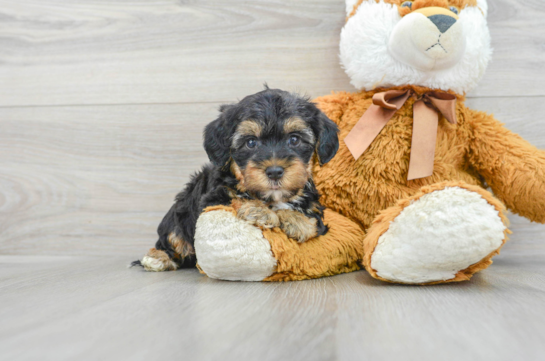 Best Yorkie Poo Baby