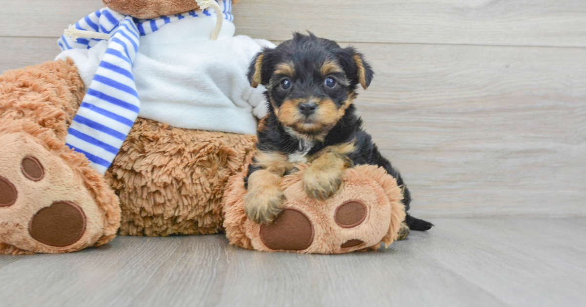 Adorable toys Teacup Yorkie and poodle for adoption or rehome