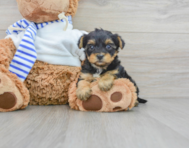 6 week old Yorkie Poo Puppy For Sale - Simply Southern Pups