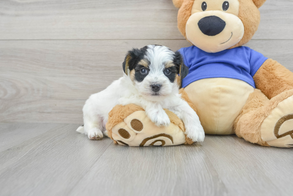 Energetic Yorkie Doodle Poodle Mix Puppy