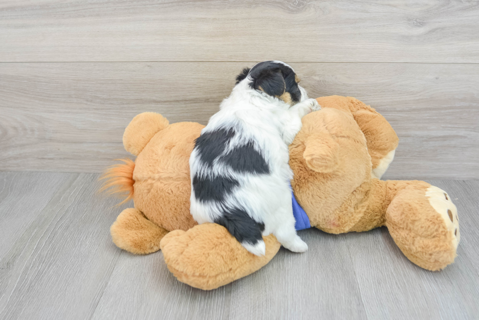 Yorkie Poo Pup Being Cute